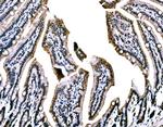 WAPL Antibody in Immunohistochemistry (Paraffin) (IHC (P))