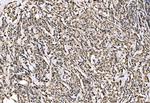 WAPL Antibody in Immunohistochemistry (Paraffin) (IHC (P))