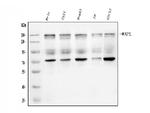 WAPL Antibody in Western Blot (WB)