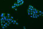 ASIC2 Antibody in Immunocytochemistry (ICC/IF)