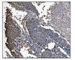 UGT1A3 Antibody in Immunohistochemistry (Paraffin) (IHC (P))