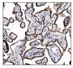 UGT1A3 Antibody in Immunohistochemistry (Paraffin) (IHC (P))