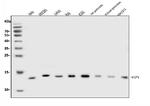 eIF1 Antibody in Western Blot (WB)