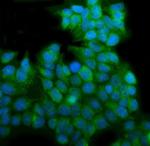 EHD3 Antibody in Immunocytochemistry (ICC/IF)