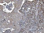 EHD3 Antibody in Immunohistochemistry (Paraffin) (IHC (P))