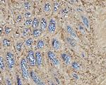 EHD3 Antibody in Immunohistochemistry (Paraffin) (IHC (P))