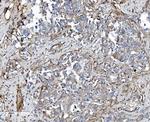 EHD3 Antibody in Immunohistochemistry (Paraffin) (IHC (P))