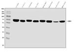 EHD3 Antibody in Western Blot (WB)