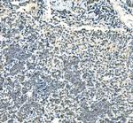 UBE2D1/2/3/4 Antibody in Immunohistochemistry (Paraffin) (IHC (P))