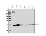 UBE2D1/2/3/4 Antibody in Western Blot (WB)