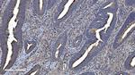 CMBL Antibody in Immunohistochemistry (Paraffin) (IHC (P))