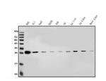 CMBL Antibody in Western Blot (WB)