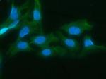 AKR1D1 Antibody in Immunocytochemistry (ICC/IF)