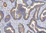 beta Tubulin Antibody in Immunohistochemistry (Paraffin) (IHC (P))