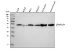 beta Tubulin Antibody in Western Blot (WB)