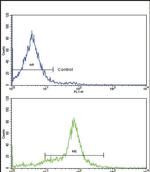 GDF6 Antibody in Flow Cytometry (Flow)