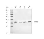 Heme oxygenase 2 Antibody in Western Blot (WB)