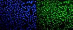 TAF4 Antibody in Immunocytochemistry (ICC/IF)