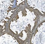 TAF4 Antibody in Immunohistochemistry (Paraffin) (IHC (P))