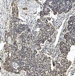 TAF4 Antibody in Immunohistochemistry (Paraffin) (IHC (P))