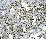 TAF4 Antibody in Immunohistochemistry (Paraffin) (IHC (P))