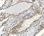 TAF4 Antibody in Immunohistochemistry (Paraffin) (IHC (P))