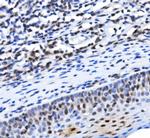 TAF4 Antibody in Immunohistochemistry (Paraffin) (IHC (P))