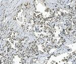 TAF4 Antibody in Immunohistochemistry (Paraffin) (IHC (P))