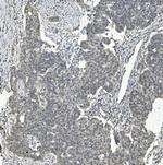 TAF4 Antibody in Immunohistochemistry (Paraffin) (IHC (P))