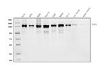 TAF4 Antibody in Western Blot (WB)