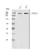 DOCK4 Antibody in Western Blot (WB)