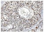 IDO2 Antibody in Immunohistochemistry (Paraffin) (IHC (P))