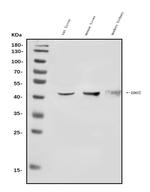 IDO2 Antibody in Western Blot (WB)