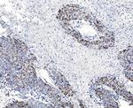 CHCHD10 Antibody in Immunohistochemistry (Paraffin) (IHC (P))