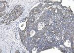 CHCHD10 Antibody in Immunohistochemistry (Paraffin) (IHC (P))