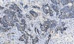 CHCHD10 Antibody in Immunohistochemistry (Paraffin) (IHC (P))