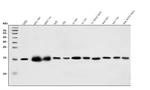 CHCHD10 Antibody in Western Blot (WB)