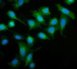 SMCR7L Antibody in Immunocytochemistry (ICC/IF)