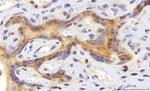 CEP250 Antibody in Immunohistochemistry (Paraffin) (IHC (P))