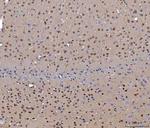 CEP250 Antibody in Immunohistochemistry (Paraffin) (IHC (P))