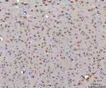 CEP250 Antibody in Immunohistochemistry (Paraffin) (IHC (P))