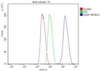 EAPP Antibody in Flow Cytometry (Flow)