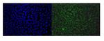 EAPP Antibody in Immunocytochemistry (ICC/IF)