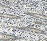 EAPP Antibody in Immunohistochemistry (Paraffin) (IHC (P))