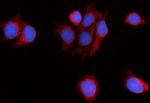 Myomegalin Antibody in Immunocytochemistry (ICC/IF)