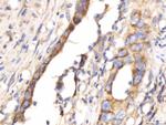 Myomegalin Antibody in Immunohistochemistry (Paraffin) (IHC (P))