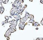 Myomegalin Antibody in Immunohistochemistry (Paraffin) (IHC (P))