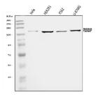 Myomegalin Antibody in Western Blot (WB)