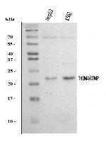 THEM4 Antibody in Western Blot (WB)