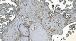 DNAJC10 Antibody in Immunohistochemistry (Paraffin) (IHC (P))